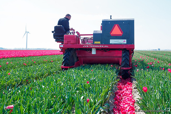 De Wit Bloembollen Bart Fotografie april 2019-005