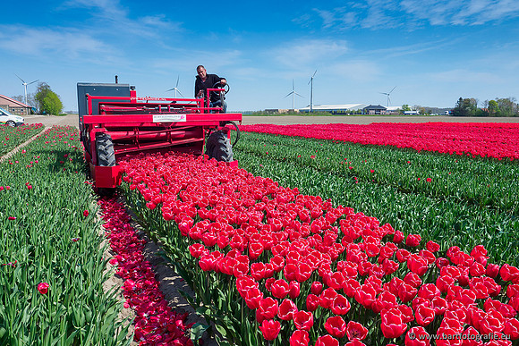 De Wit Bloembollen Bart Fotografie april 2019-003