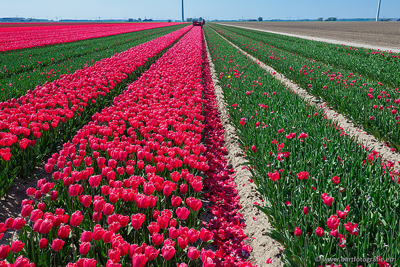 De Wit Bloembollen Bart Fotografie april 2019-002