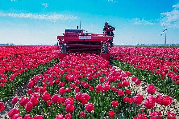 De Wit Bloembollen Bart Fotografie april 2019-006