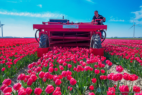 De Wit Bloembollen Bart Fotografie april 2019-007