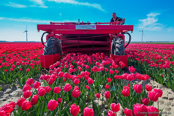 De Wit Bloembollen Bart Fotografie april 2019-008