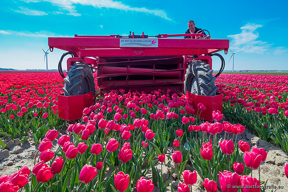 De Wit Bloembollen Bart Fotografie april 2019-009