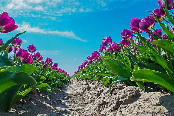 De Wit Bloembollen Bart Fotografie april 2019-010