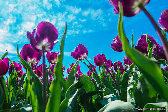 De Wit Bloembollen Bart Fotografie april 2019-011