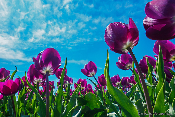De Wit Bloembollen Bart Fotografie april 2019-012