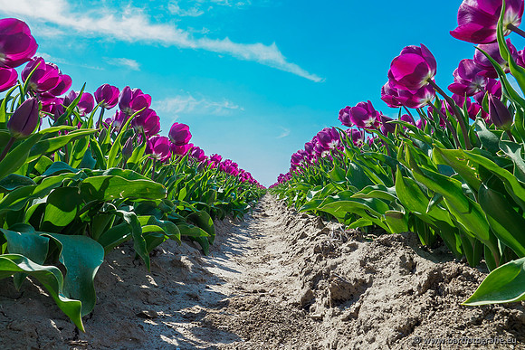 De Wit Bloembollen Bart Fotografie april 2019-013