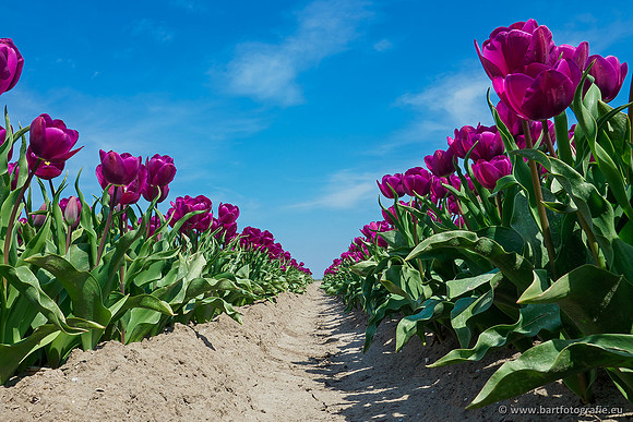 De Wit Bloembollen Bart Fotografie april 2019-014