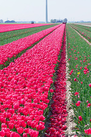 De Wit Bloembollen Bart Fotografie april 2019-016