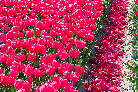 De Wit Bloembollen Bart Fotografie april 2019-015