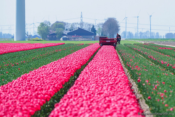 De Wit Bloembollen Bart Fotografie april 2019-017