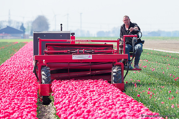 De Wit Bloembollen Bart Fotografie april 2019-019