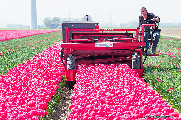 De Wit Bloembollen Bart Fotografie april 2019-020