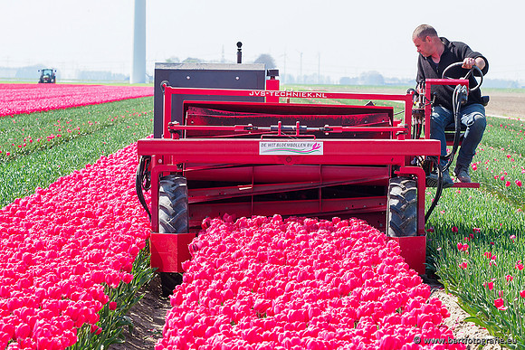 De Wit Bloembollen Bart Fotografie april 2019-021
