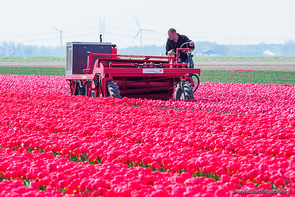 De Wit Bloembollen Bart Fotografie april 2019-023