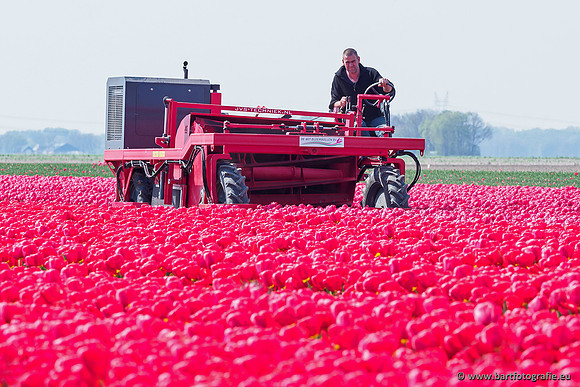 De Wit Bloembollen Bart Fotografie april 2019-024