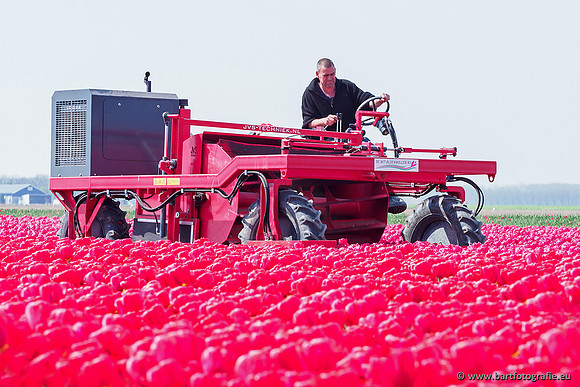De Wit Bloembollen Bart Fotografie april 2019-025