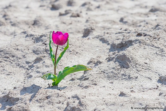 De Wit Bloembollen Bart Fotografie april 2019-026
