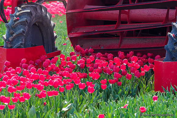 De Wit Bloembollen Bart Fotografie april 2019-027