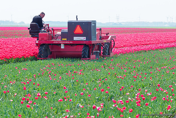 De Wit Bloembollen Bart Fotografie april 2019-030