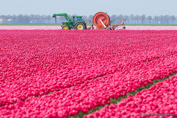 De Wit Bloembollen Bart Fotografie april 2019-031