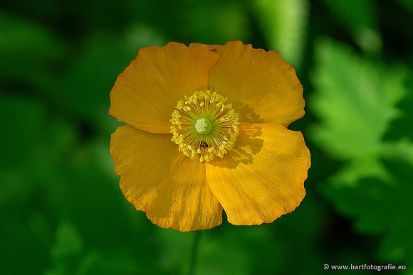 Bloemen en Planten Bart Fotografie-1401