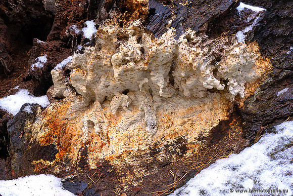 Paddenstoelen 2024-141