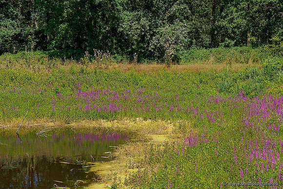 Achterhoek augustus 2020 Bart Fotografie-004
