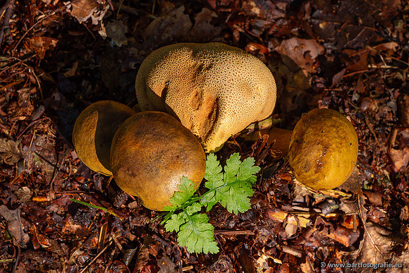 Paddenstoelen 2024-008