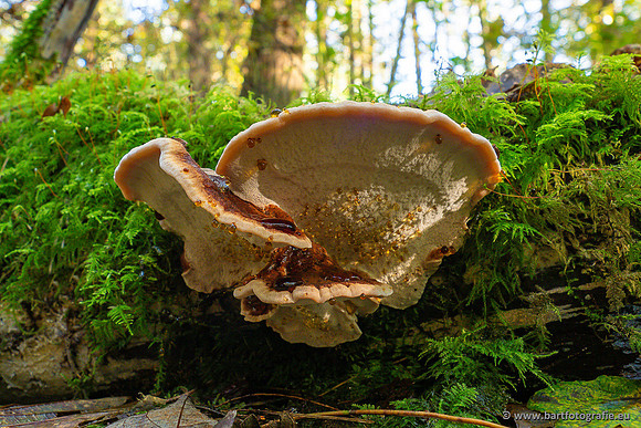 Paddenstoelen 2024-032