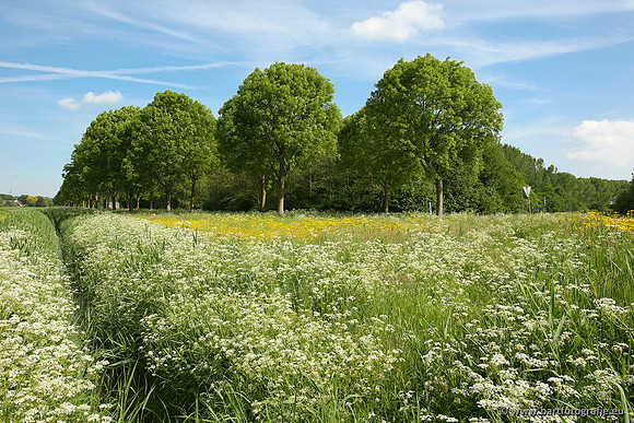 Bart Fotografie manisch maaien-02