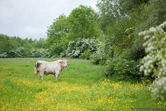 Bart Fotografie manisch maaien-08