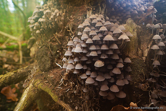 Paddenstoelen 2024-107