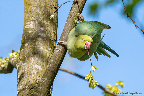Exoten, Bart Fotografie-143