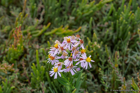 Friesland september 2020 Bart Fotografie-095