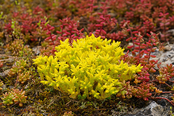 Viroinval, juni 2019, Bart Fotografie-007