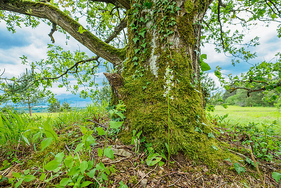 Viroinval, juni 2019, Bart Fotografie-010