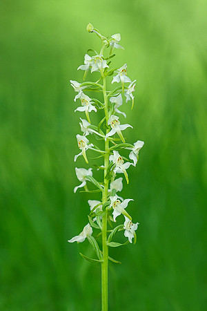 Viroinval, juni 2019, Bart Fotografie-012