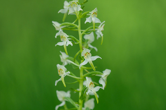 Viroinval, juni 2019, Bart Fotografie-013