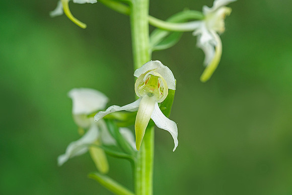 Viroinval, juni 2019, Bart Fotografie-014