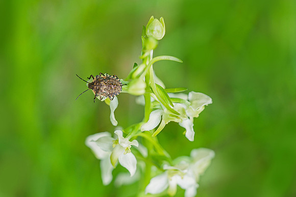 Viroinval, juni 2019, Bart Fotografie-016