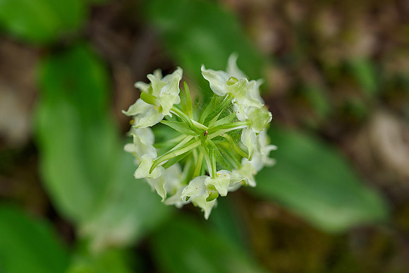Viroinval, juni 2019, Bart Fotografie-017