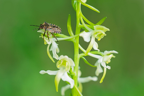 Viroinval, juni 2019, Bart Fotografie-015