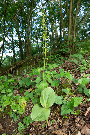 Viroinval, juni 2019, Bart Fotografie-018