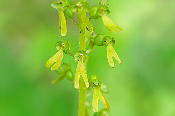 Viroinval, juni 2019, Bart Fotografie-019