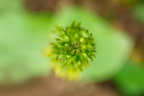 Viroinval, juni 2019, Bart Fotografie-020