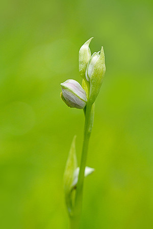 Viroinval, juni 2019, Bart Fotografie-022