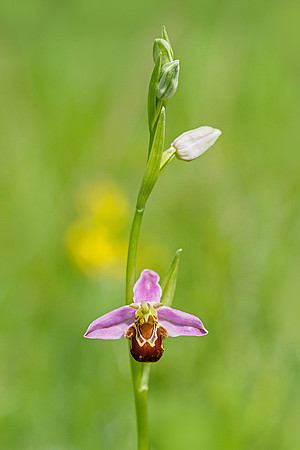 Viroinval, juni 2019, Bart Fotografie-023