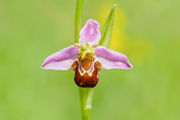 Viroinval, juni 2019, Bart Fotografie-024