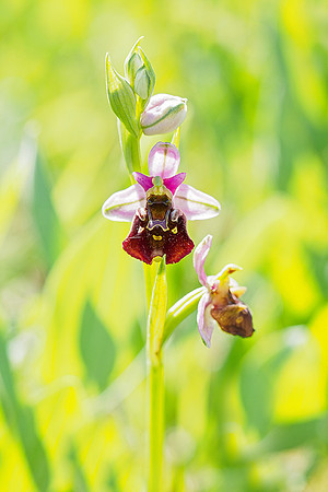 Viroinval, juni 2019, Bart Fotografie-025